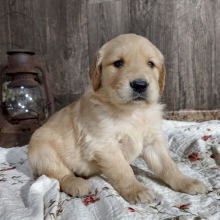 Golden Retriever Puppy Max