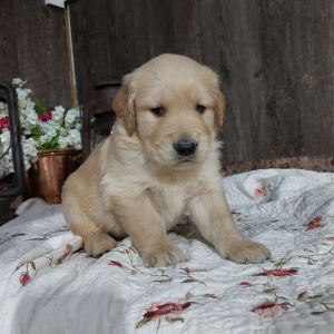 Golden Retriever Puppy Max