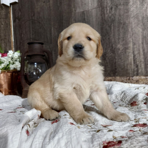Golden Retriever Puppy Max