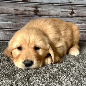 Golden Retriever Puppy Randy