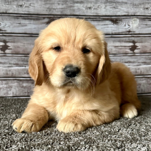 Golden Retriever Puppy Randy