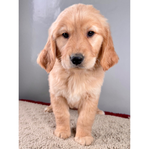 Golden Retriever Puppy Randy