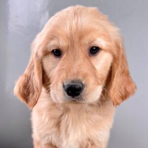 Golden Retriever Puppy Randy