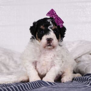 Poodle Puppy Sadie