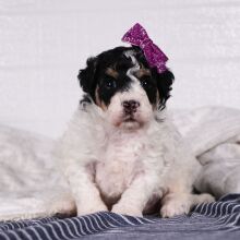 Poodle Puppy Sadie