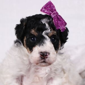 Poodle Puppy Sadie