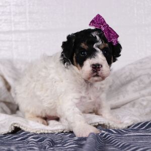 Poodle Puppy Sadie