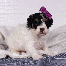 Poodle Puppy Sadie