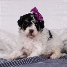 Poodle Puppy Sadie