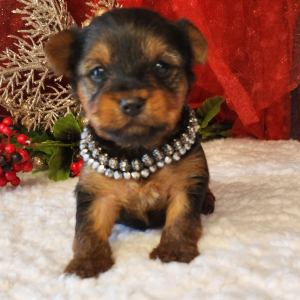 Yorkshire Terrier Puppy Bo
