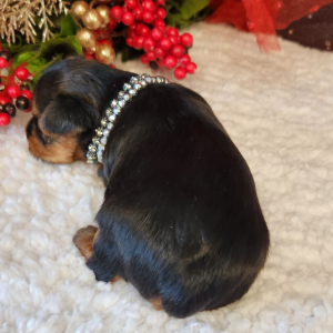 Yorkshire Terrier Puppy Bo