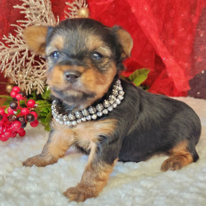 Yorkshire Terrier Puppy Bo