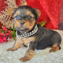 Yorkshire Terrier Puppy Bo