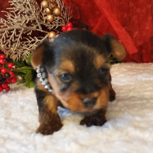 Yorkshire Terrier Puppy Bo
