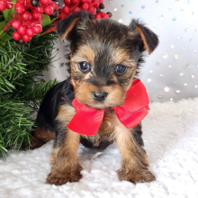 Yorkshire Terrier Puppy Bo