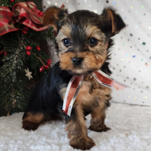 Yorkshire Terrier Puppy Bo