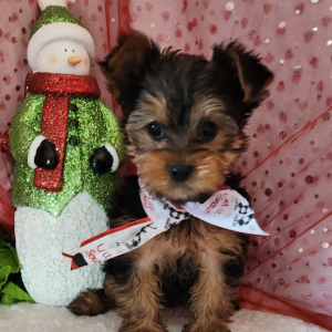 Yorkshire Terrier Puppy Bo