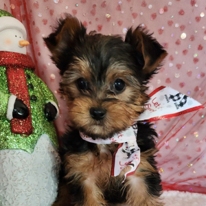 Yorkshire Terrier Puppy Bo