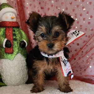 Yorkshire Terrier Puppy Bo