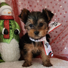 Yorkshire Terrier Puppy Bo