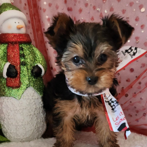 Yorkshire Terrier Puppy Bo