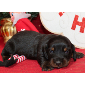 Dachshund Puppy Alexander