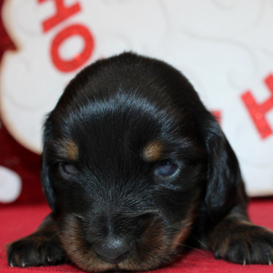 Dachshund Puppy Alexander