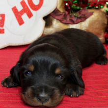 Dachshund Puppy Alexander