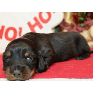 Dachshund Puppy Alexander