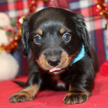 Dachshund Puppy Alexander