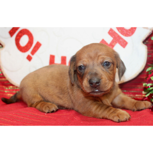 Dachshund Puppy Grey