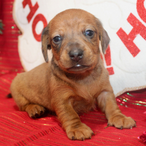 Dachshund Puppy Grey