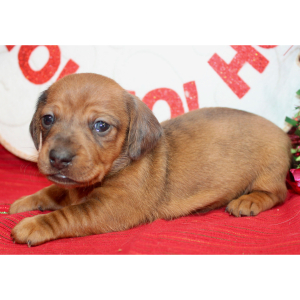Dachshund Puppy Grey