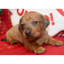 Dachshund Puppy Grey