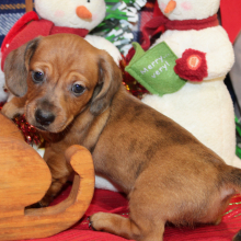 Dachshund Puppy Grey