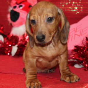 Dachshund Puppy Grey