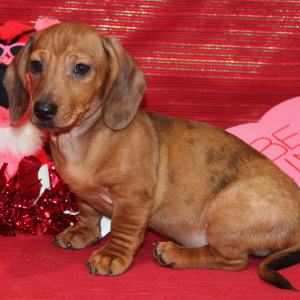 Dachshund Puppy Grey