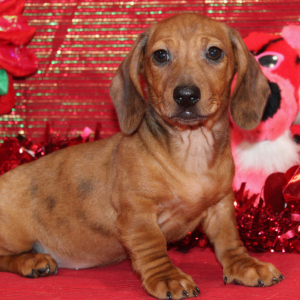 Dachshund Puppy Grey