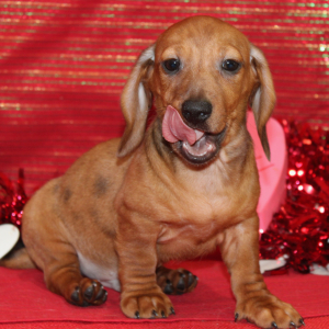 Dachshund Puppy Grey