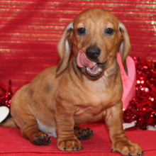 Dachshund Puppy Grey