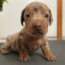 Dachshund Puppy Lucy