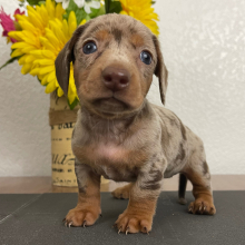 Dachshund Puppy Lucy