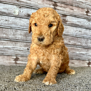 Goldendoodle Puppy Hunter