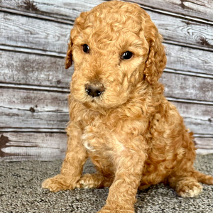 Goldendoodle Puppy Hunter