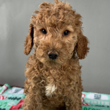 Goldendoodle Puppy Hunter