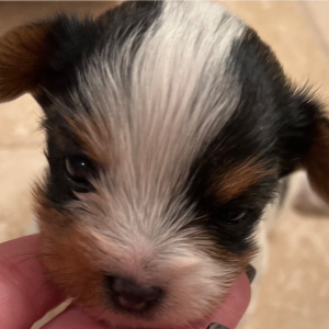 Yorkshire Terrier Puppy Carter