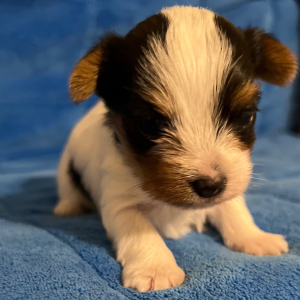 Yorkshire Terrier Puppy Carter
