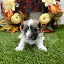 Havanese Puppy Zack