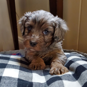 Cavapoo Puppy Ralphie