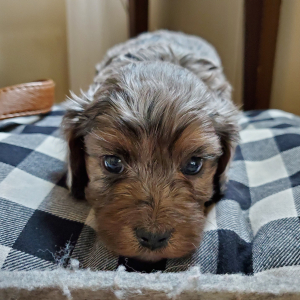 Cavapoo Puppy Ralphie